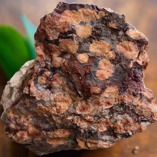 Bird's Eye Rhyolite Lapidary Rough