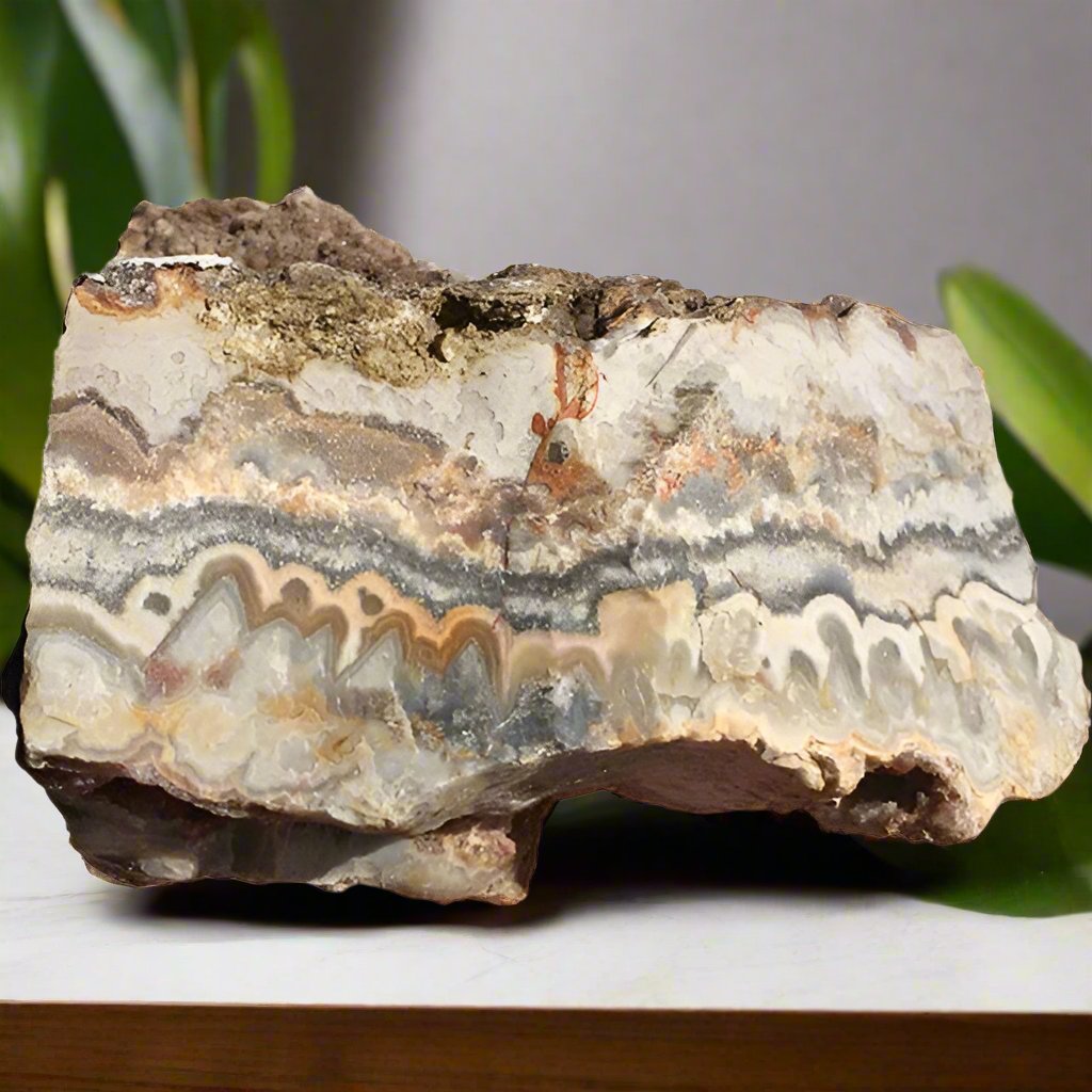 Cactus Crazy Lace Agate Lapidary Rough