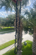 Mixed Black obsidian chip beaded necklace held in front of a palm tree with a blurred background