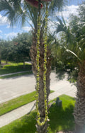 Person holding a beaded Peridot necklace with palm trees and a road in the background