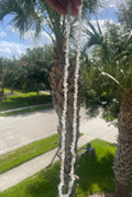 Person holding a Topaz string necklace in sunlight with palm trees and a road in the background