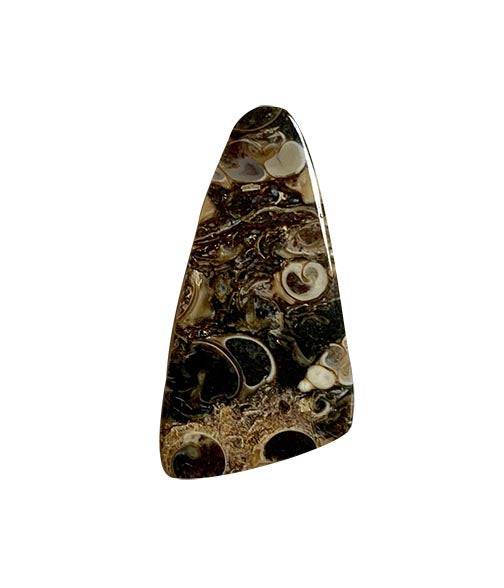 Turritella Agate Cabochons TURTIL